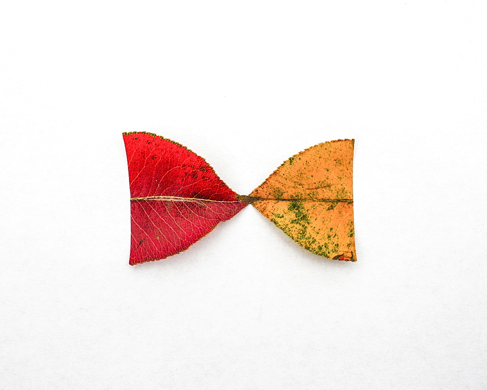 Red and yellow halves of autumn leaves