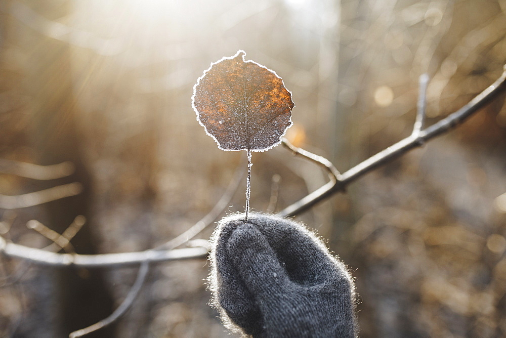 Gloved hand holding leaf covered with frost