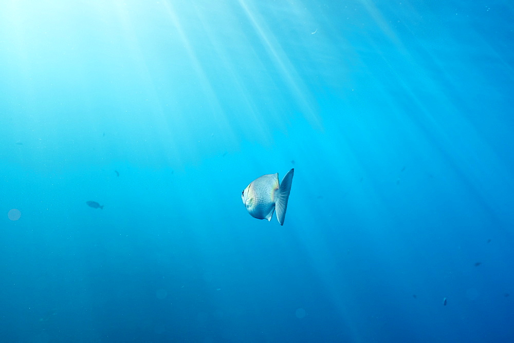 Sunbeams on fish swimming in ocean