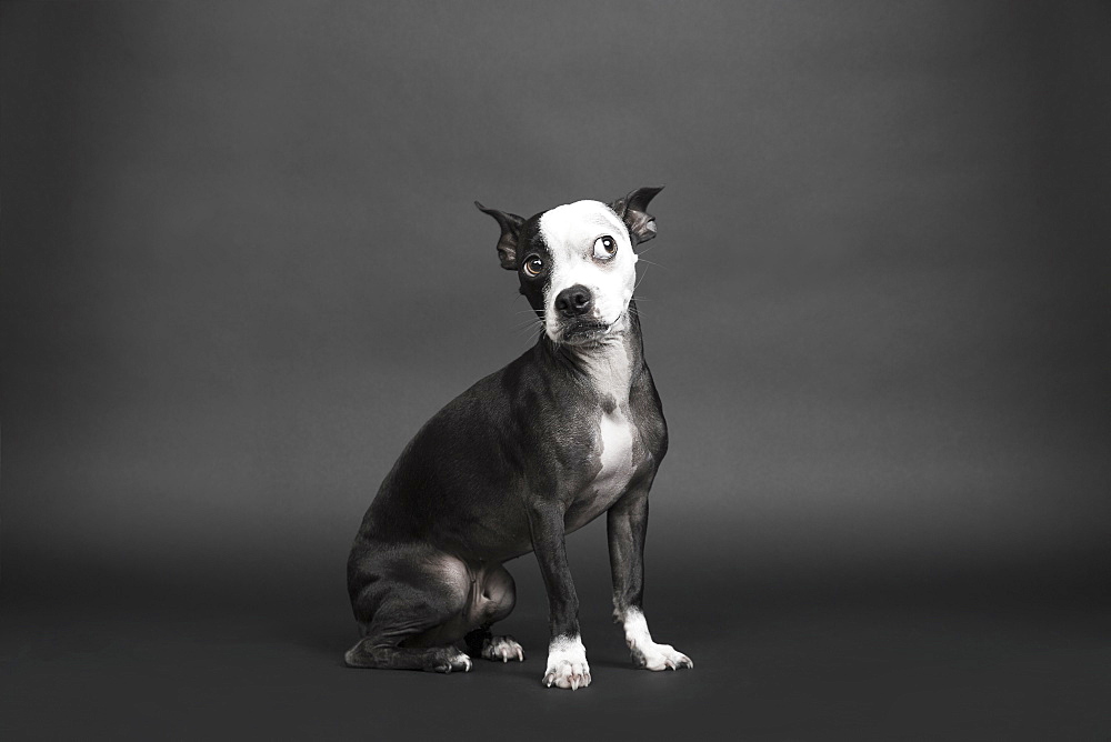 Portrait of dog looking away