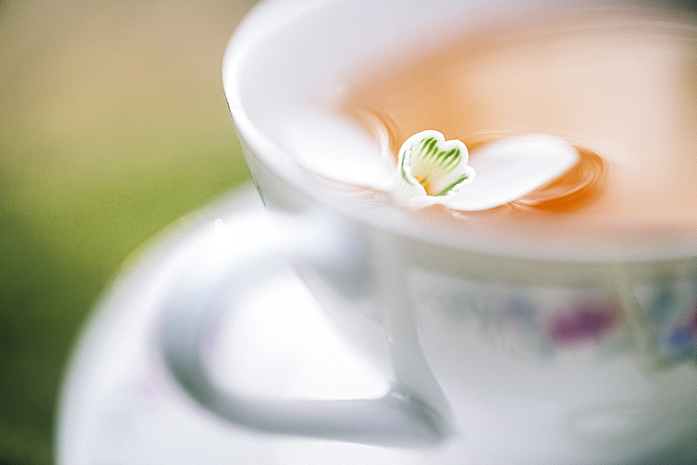 Close up of flower floating in tea