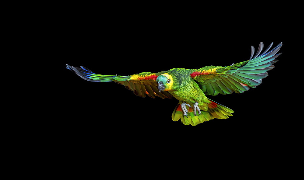 Colorful parrot flying