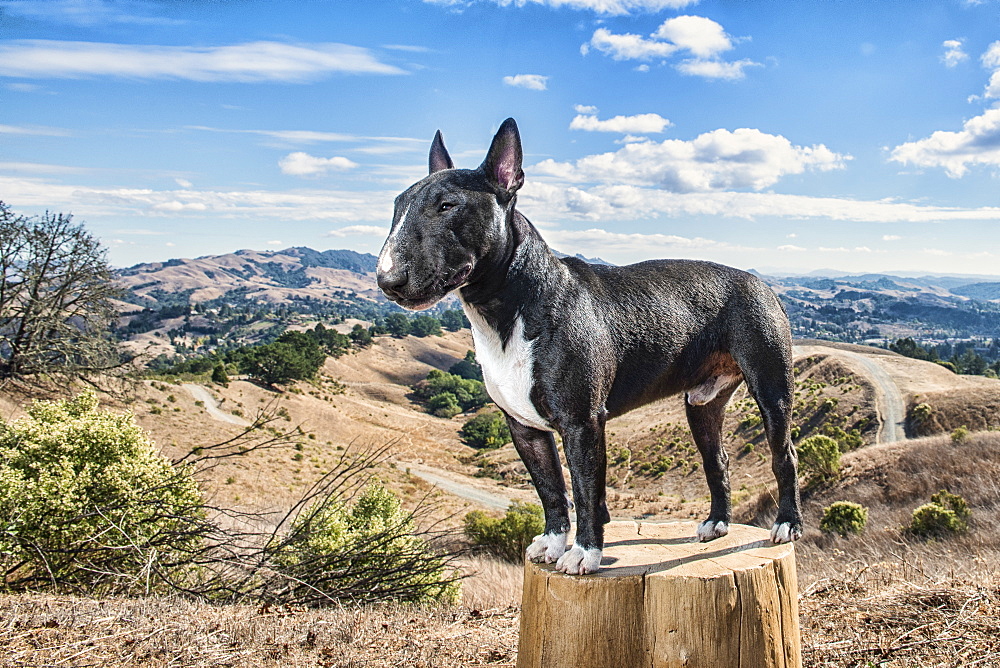 Portrait of dog standing on tree stump