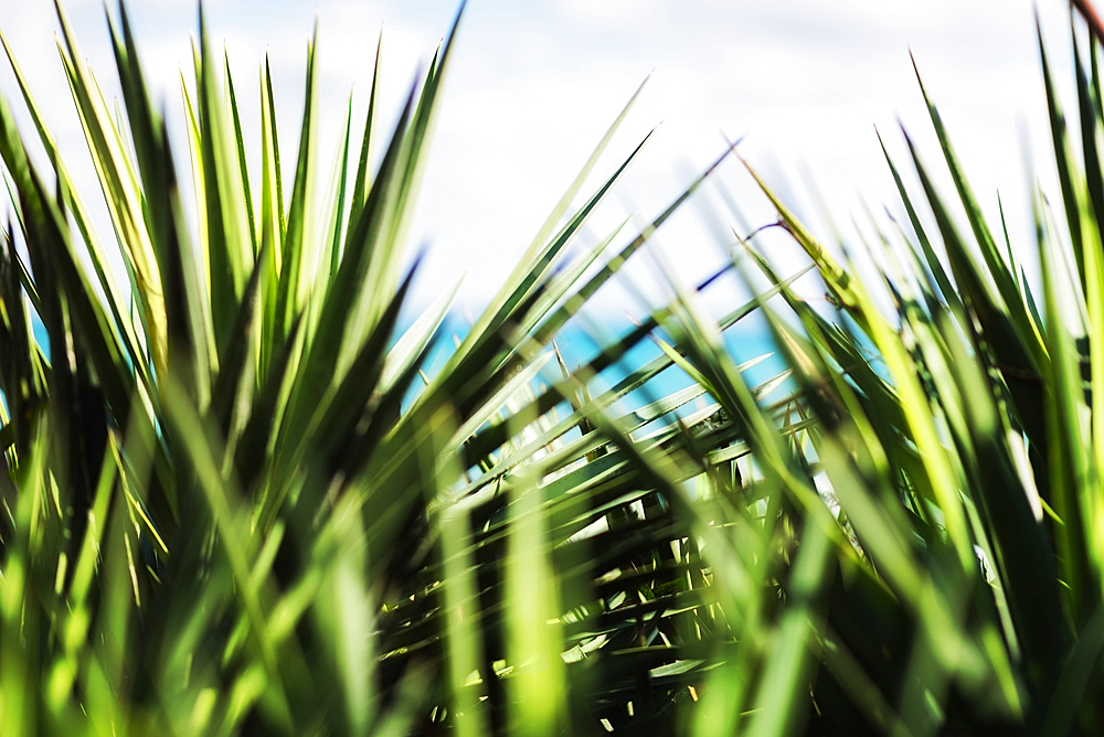 Close up of green plant leaves