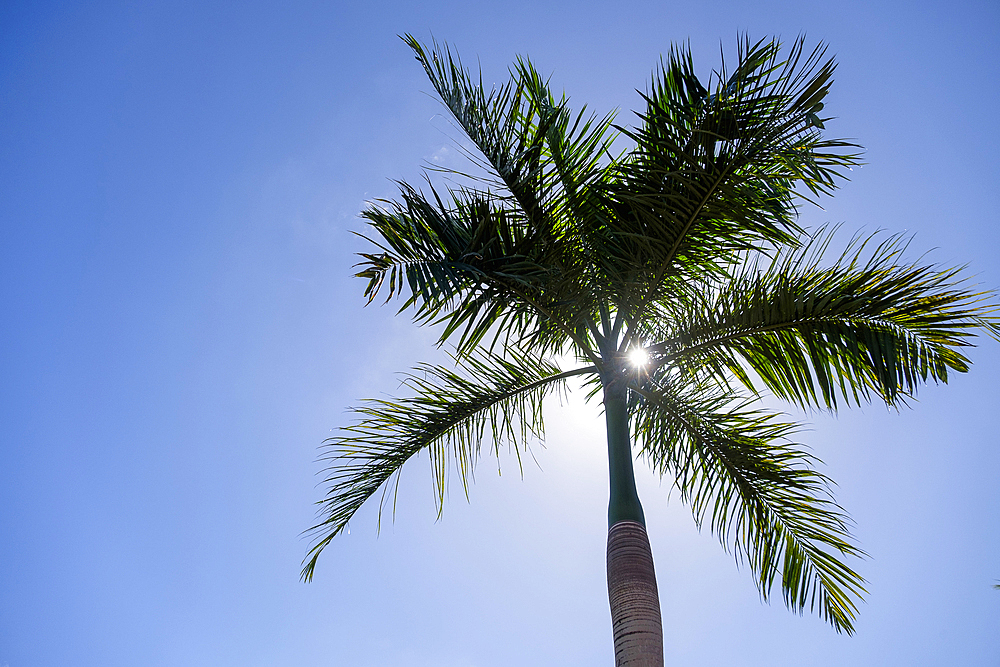 Palm tree in blue sky