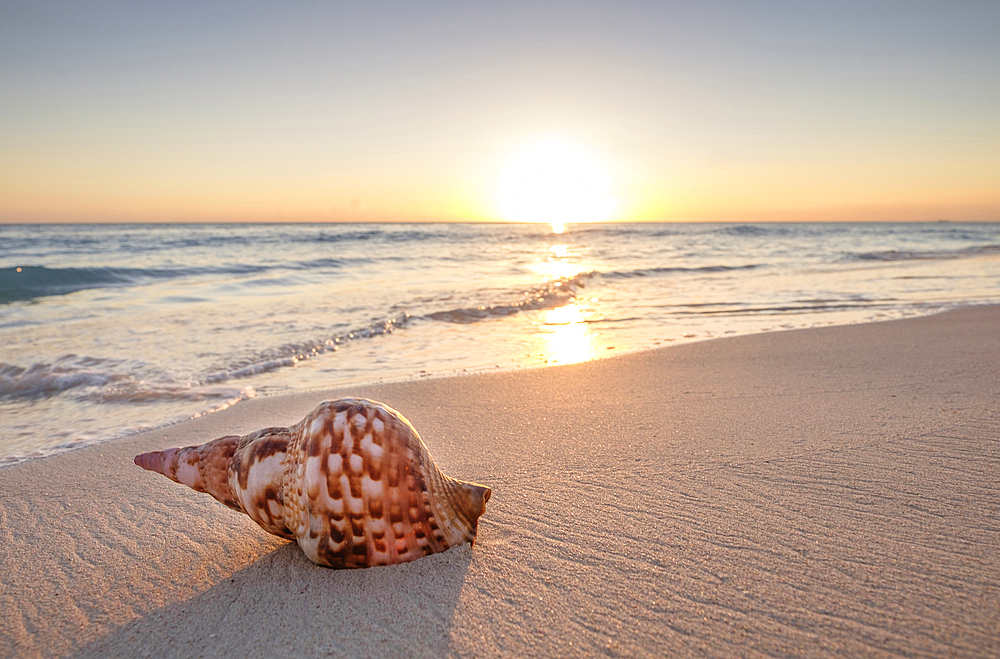 Seashell on beach at sunset