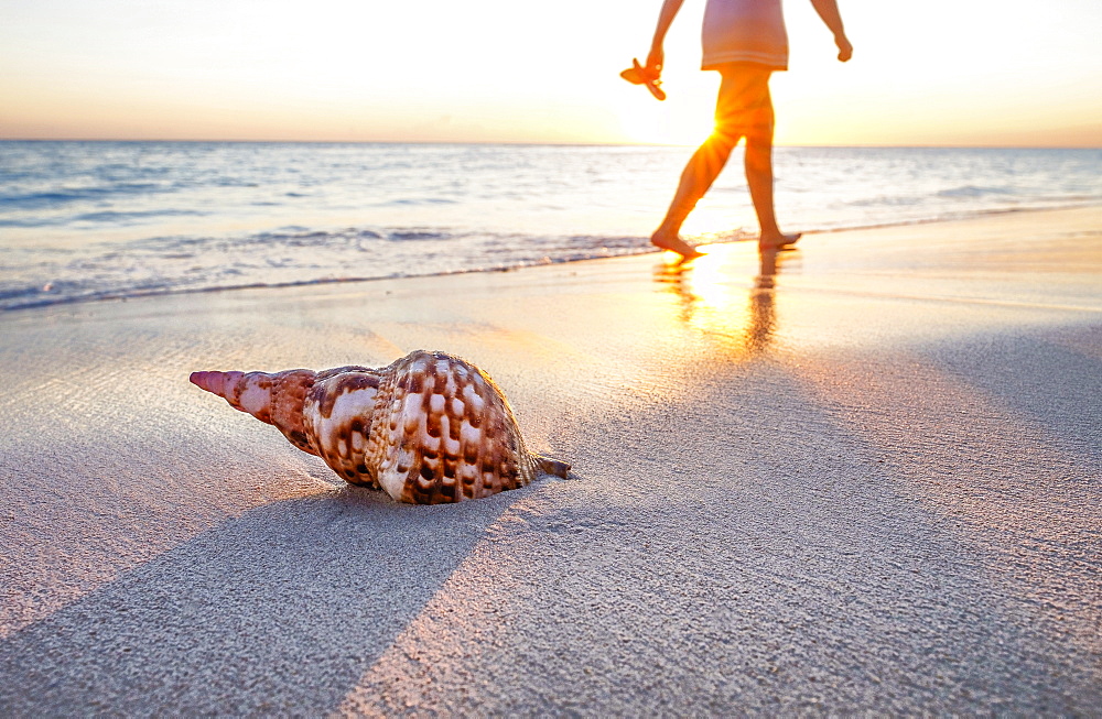 Seashell on beach