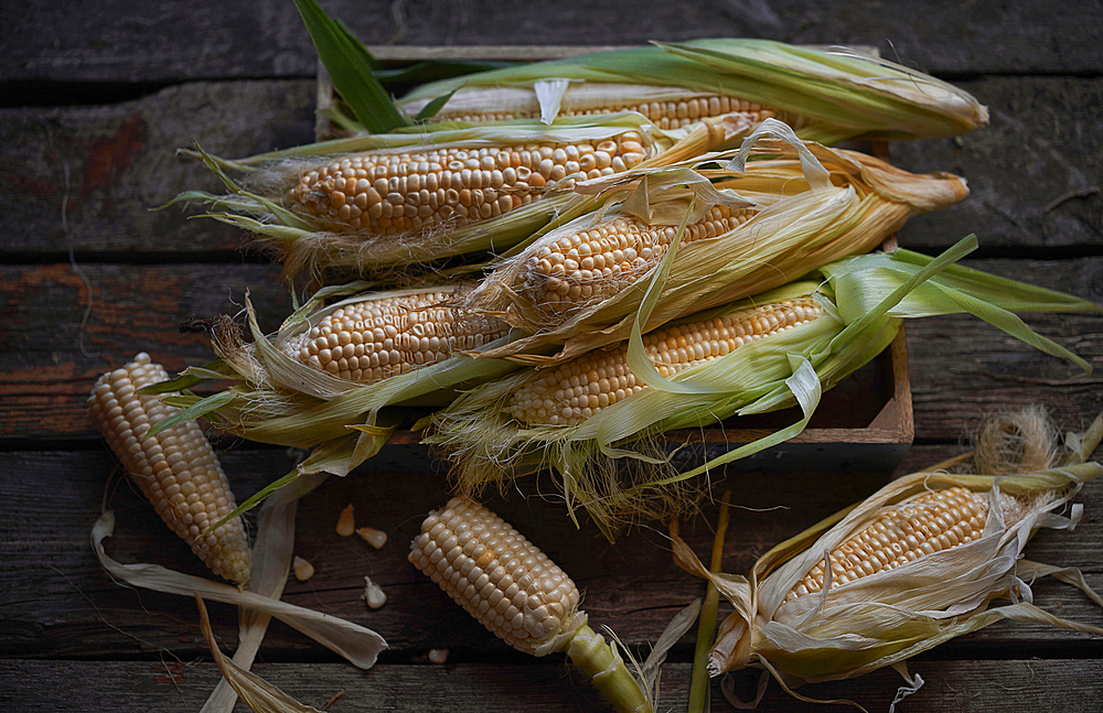 Fresh corn on wooden table