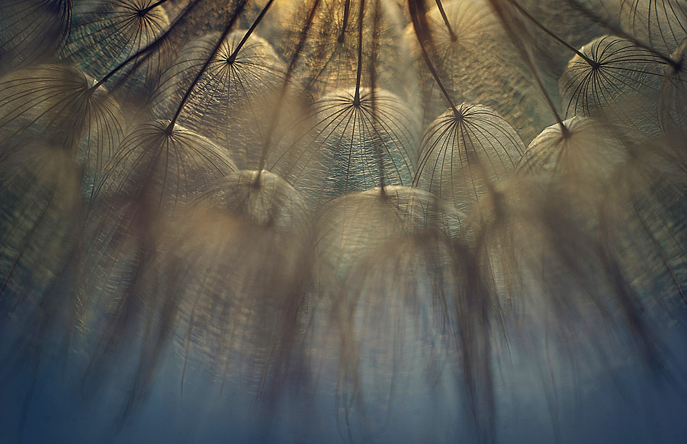 Close up of dandelion seeds