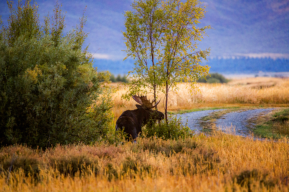 Elk standing near tree