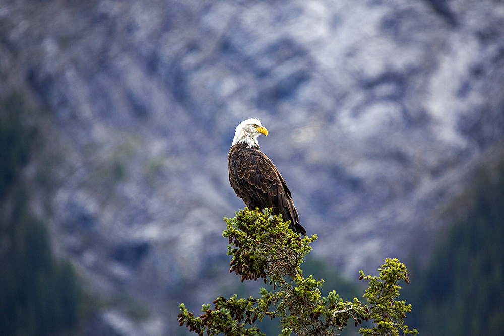 Bald eagle standing on tree branch