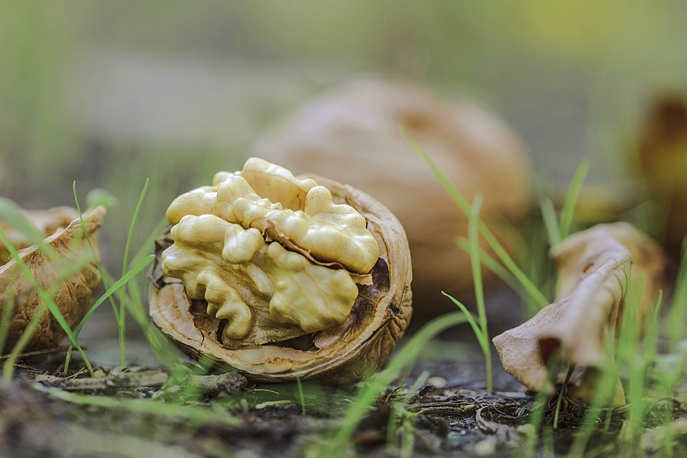 Walnut on ground