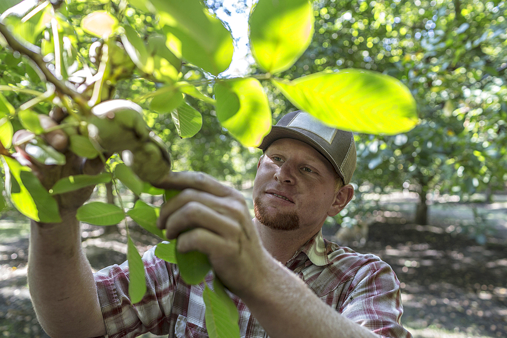 Caucasian man checking nut on tree branch