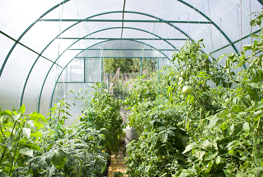 Vegetable garden in greenhouse