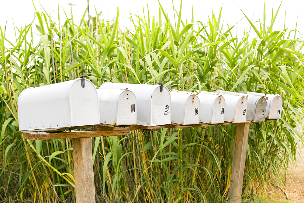 Row of mailboxes near corn stalks