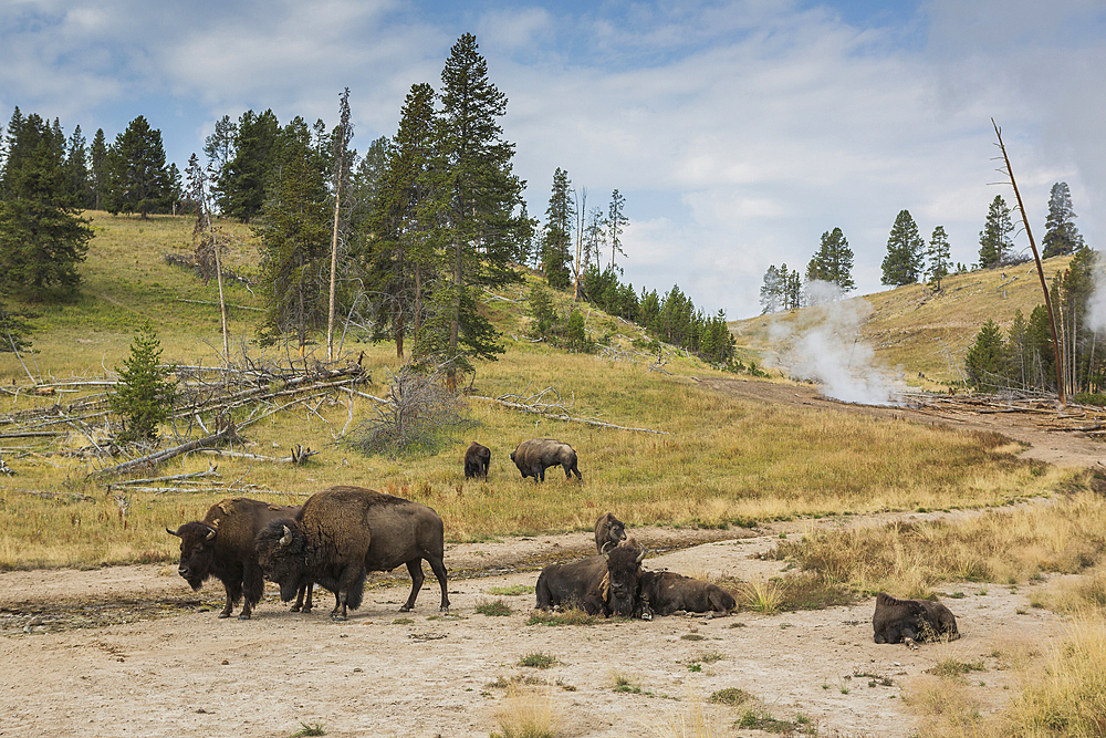 Bison in field near geyser, Yellowstone National Park, Wyoming, United States