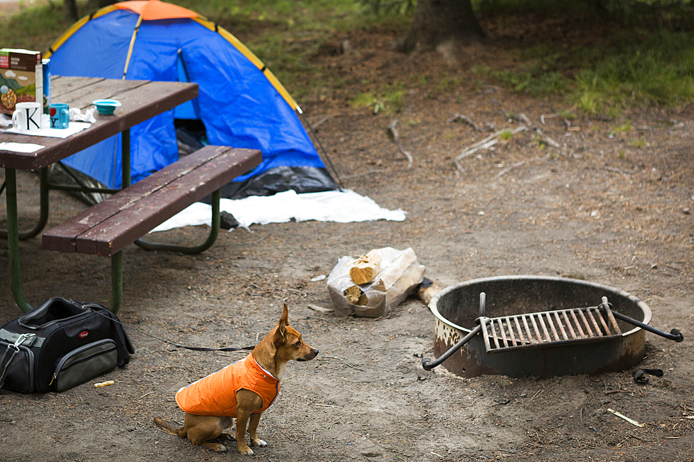 Dog sitting near fire pit at campsite