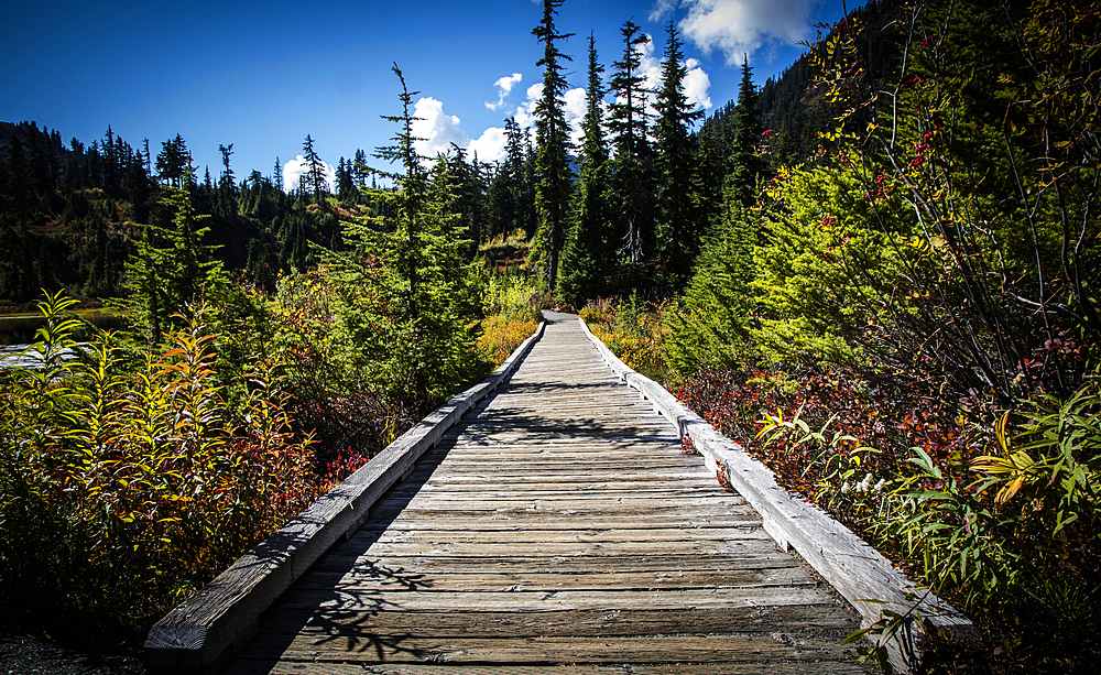 Wooden boardwalk in forest