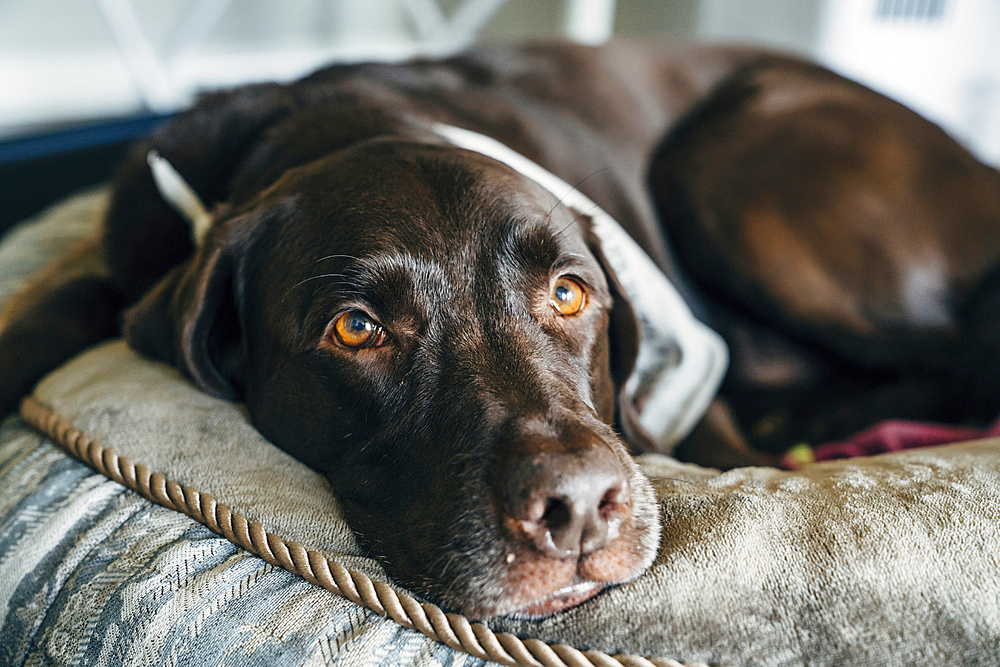 Close up of brown dog laying on cushion