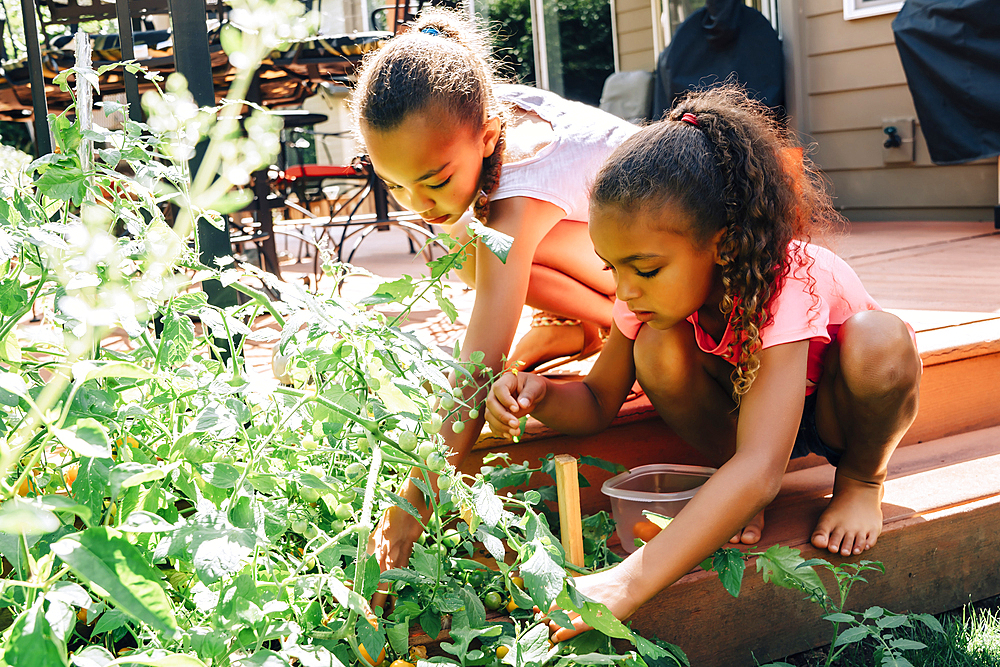 Mixed Race sisters picking food in garden