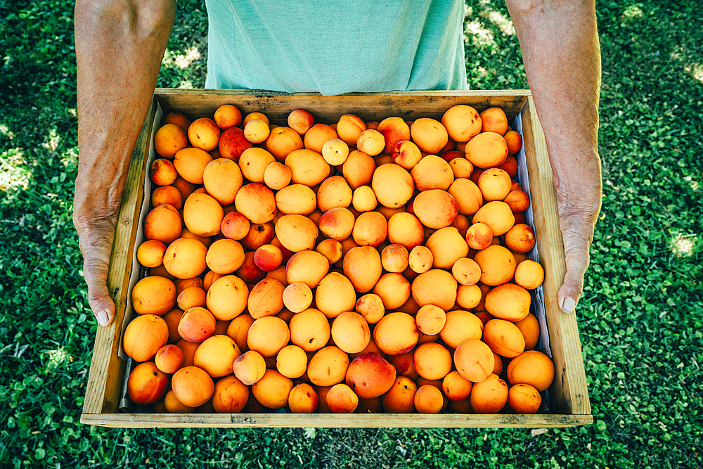 Caucasian man holding box of peaches