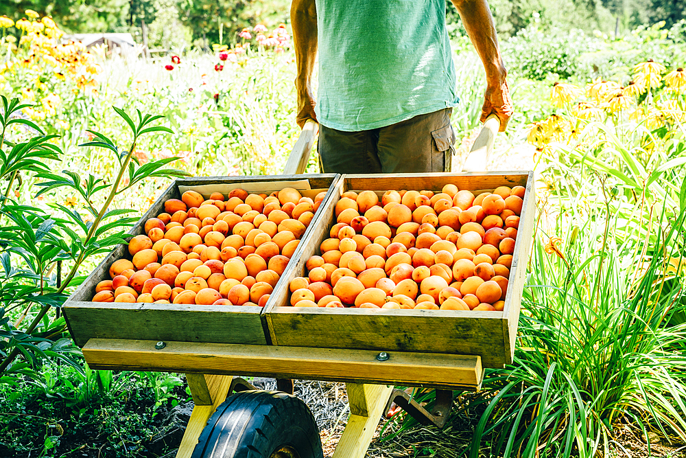 Caucasian man pushing wheelbarrow with peaches