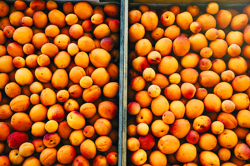 Close up of peaches in wheelbarrow