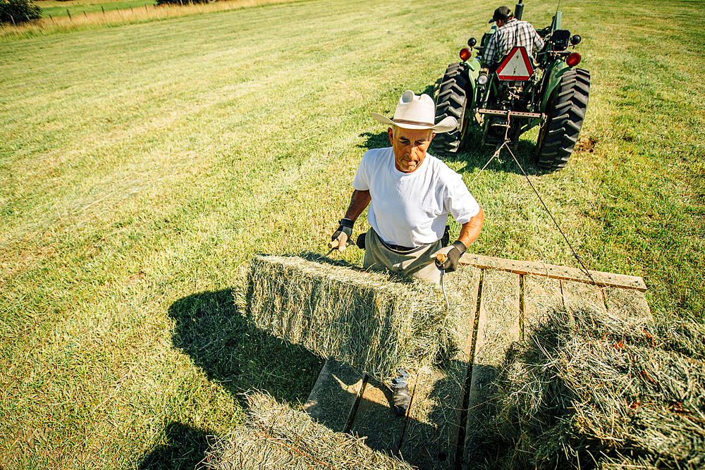 Caucasian farmer lifting bale of hay