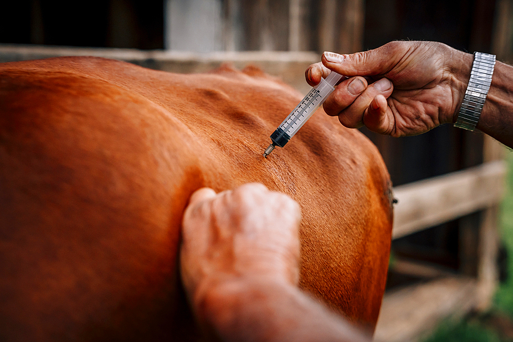 Caucasian farmer injecting cow with vaccine