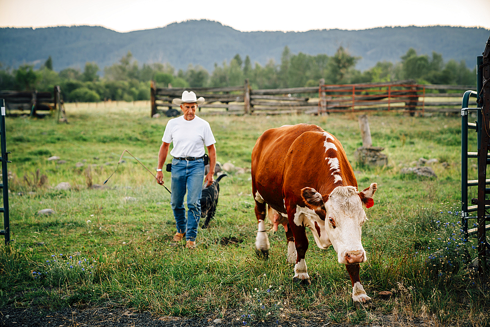 Caucasian farmer and dog walking with cow