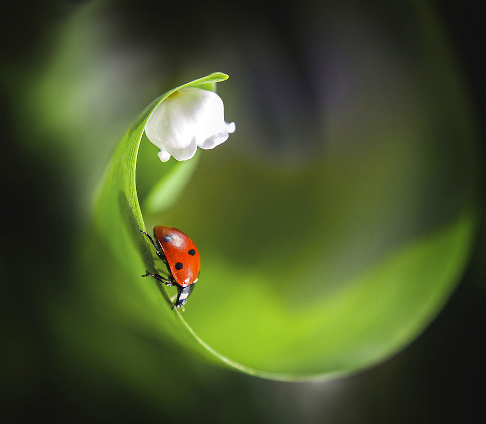 Ladybug on leaf near flower