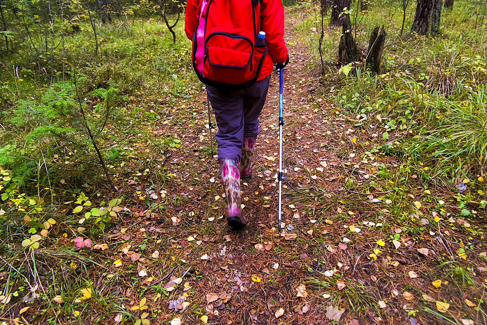 Rear view of woman hiking in woods