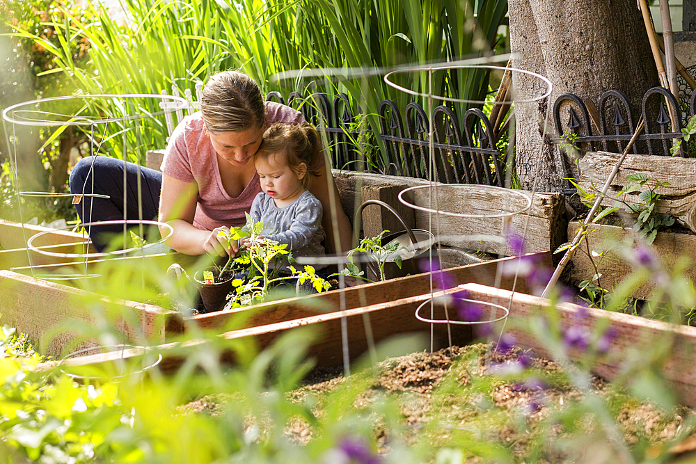 Caucasian mother and daughter planting seedling in garden