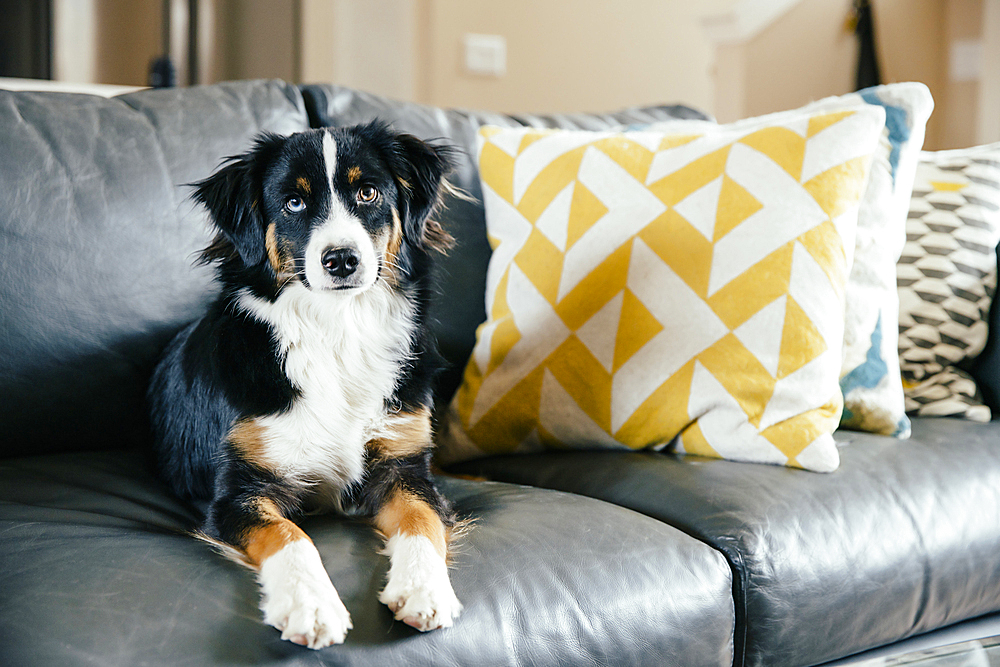 Dog sitting on sofa looking at camera