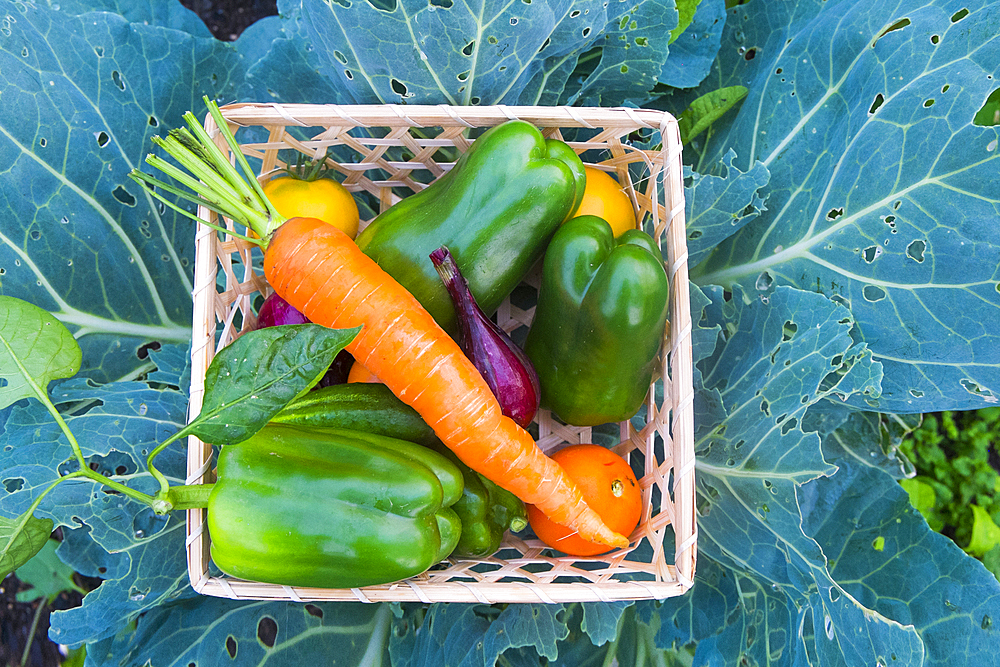 Close up of basket of fresh vegetables on leaves