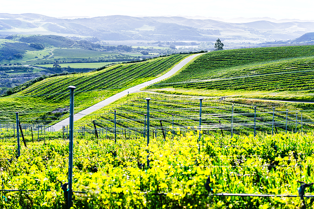 Vineyard on green rolling landscape