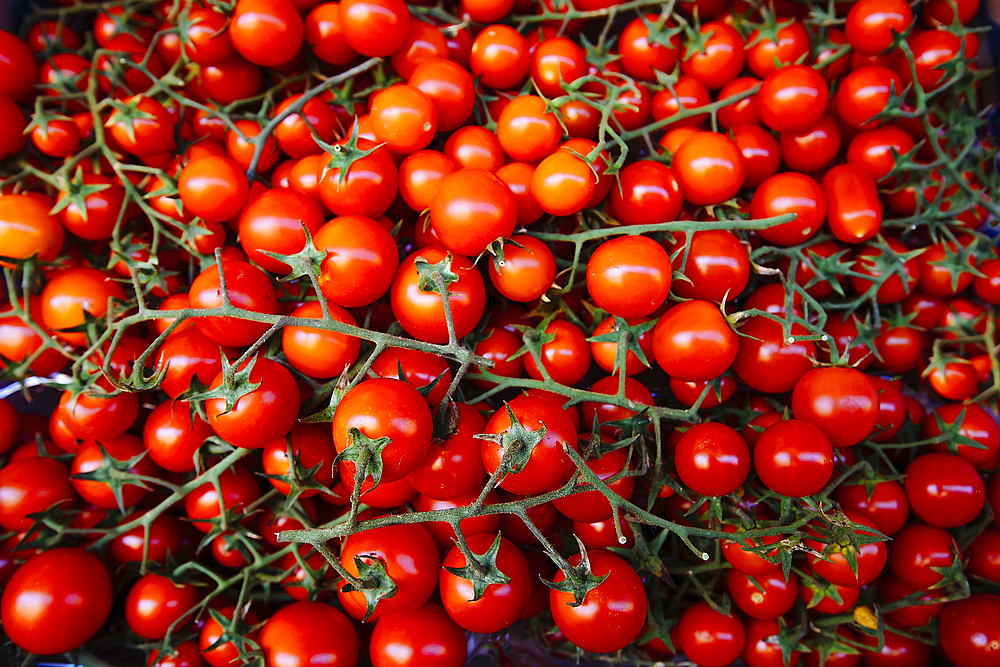 Tomatoes on vines