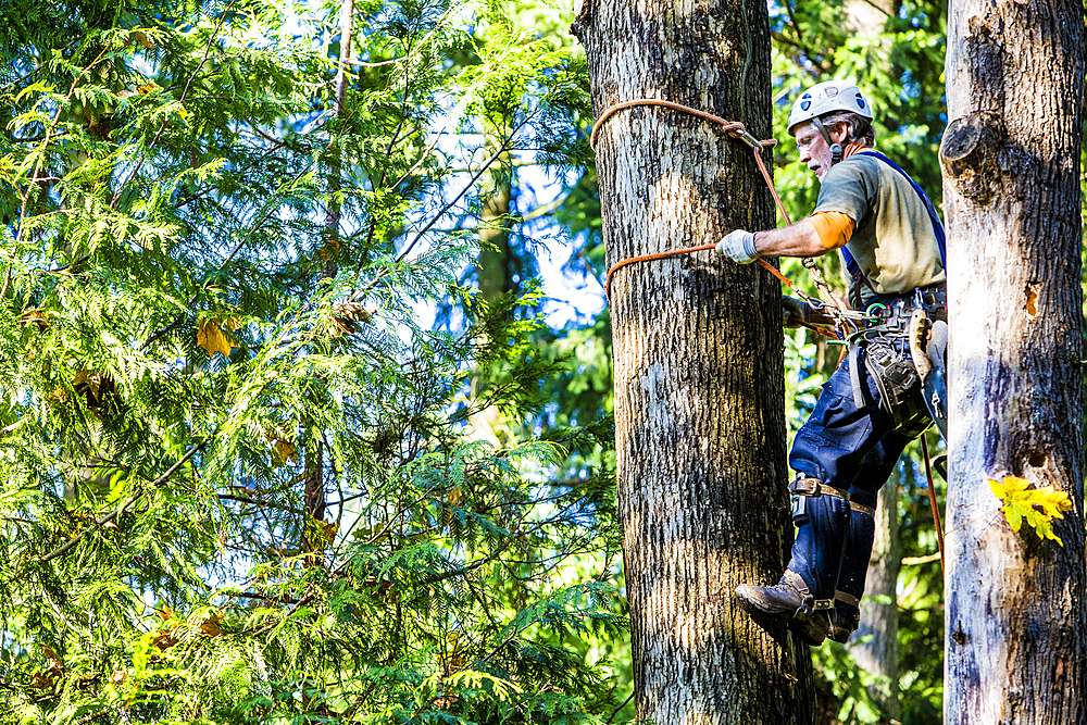 Man wearing harness climbing tree