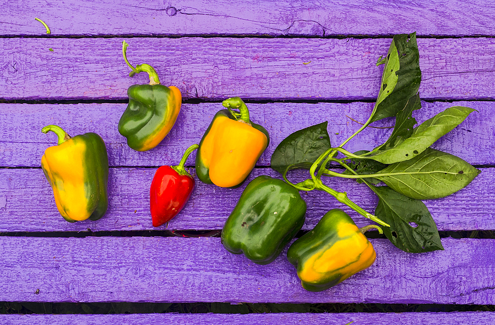 Fresh peppers on purple wooden table