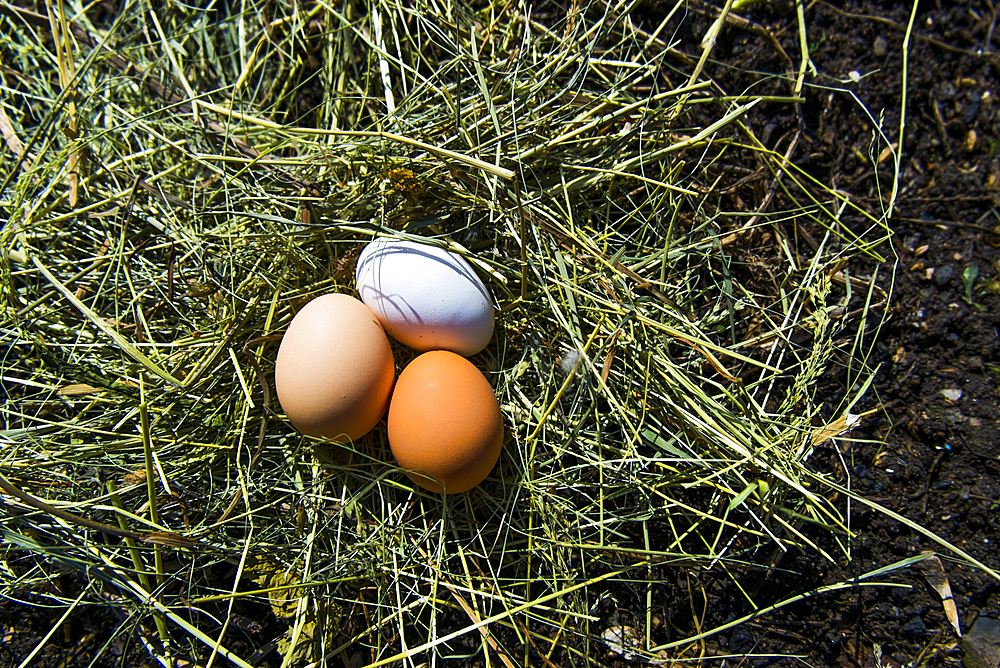 Fresh eggs on hay