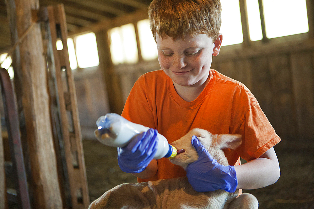 Smiling Caucasian boy feeding bottle to lamb