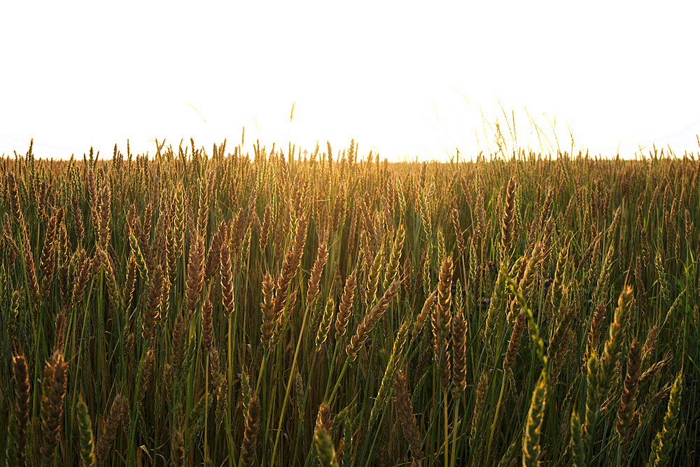 Field of wheat