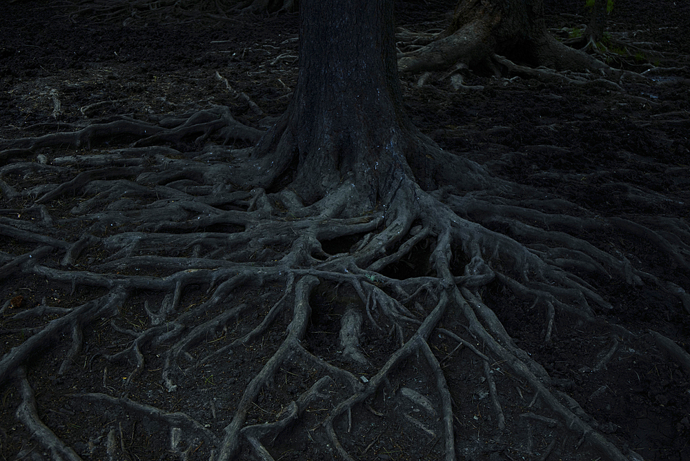 Gnarled roots of tree at night