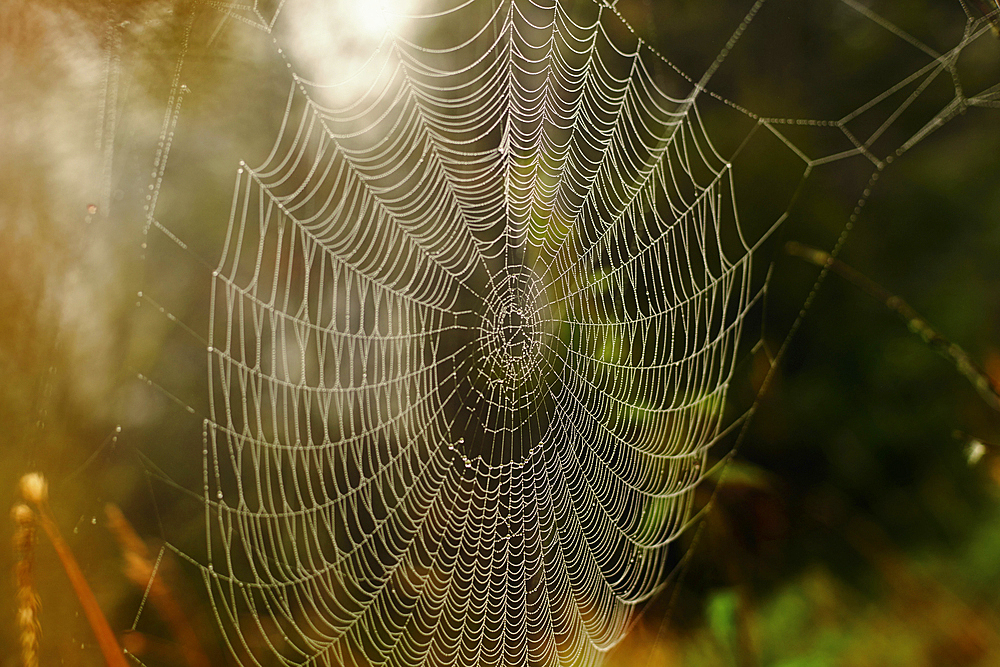 Close up of spider web