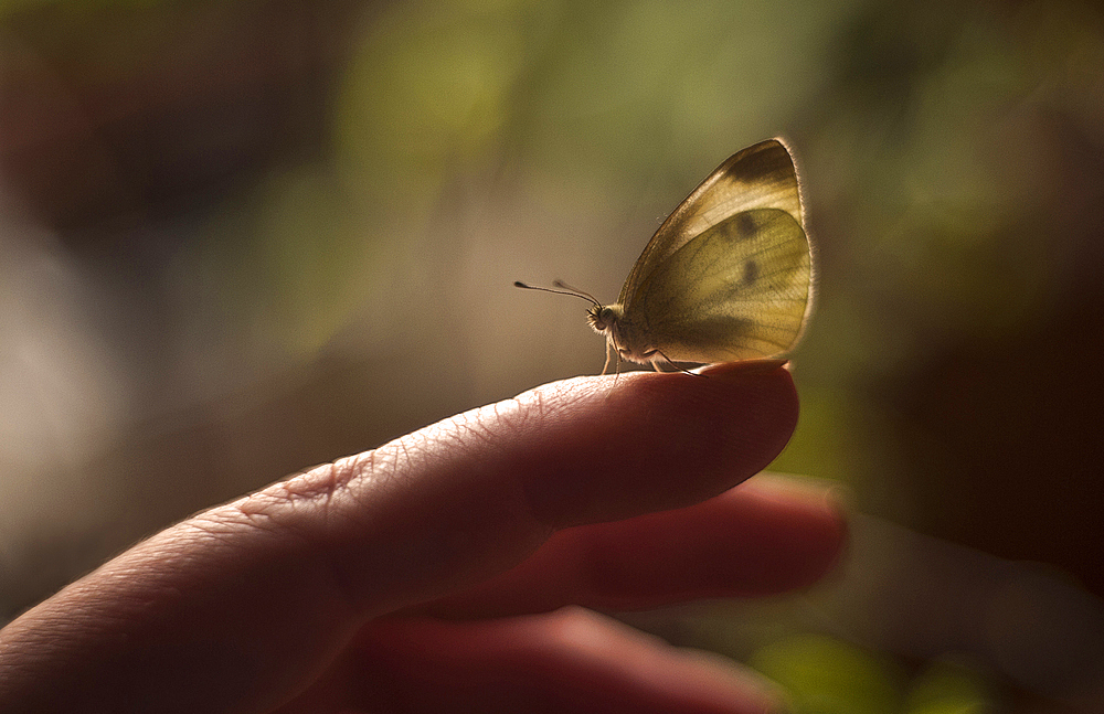 Moth standing on finger of Caucasian woman