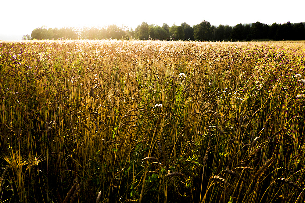 Tall grass in sunny field