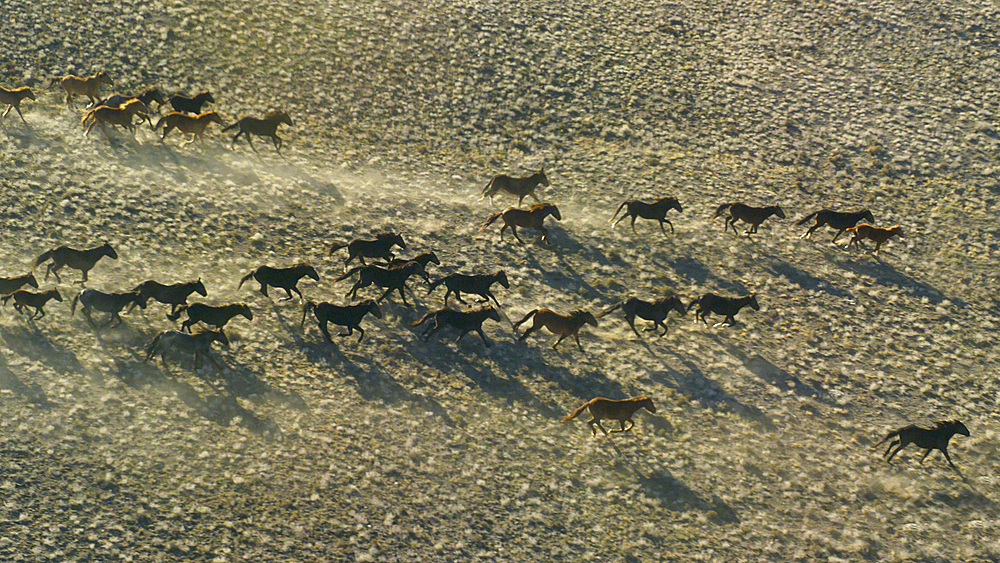 Wild mustangs running in landscape