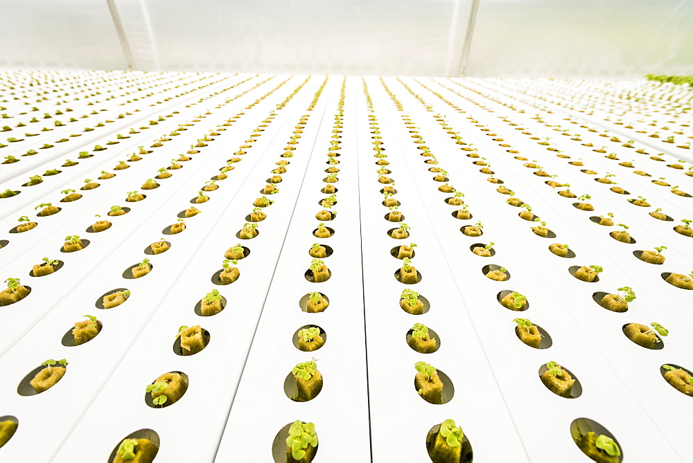 Rows of green seedlings in greenhouse