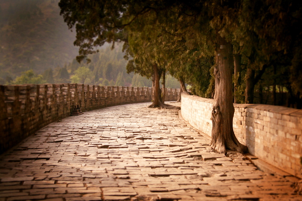 Tree-lined cobblestone path