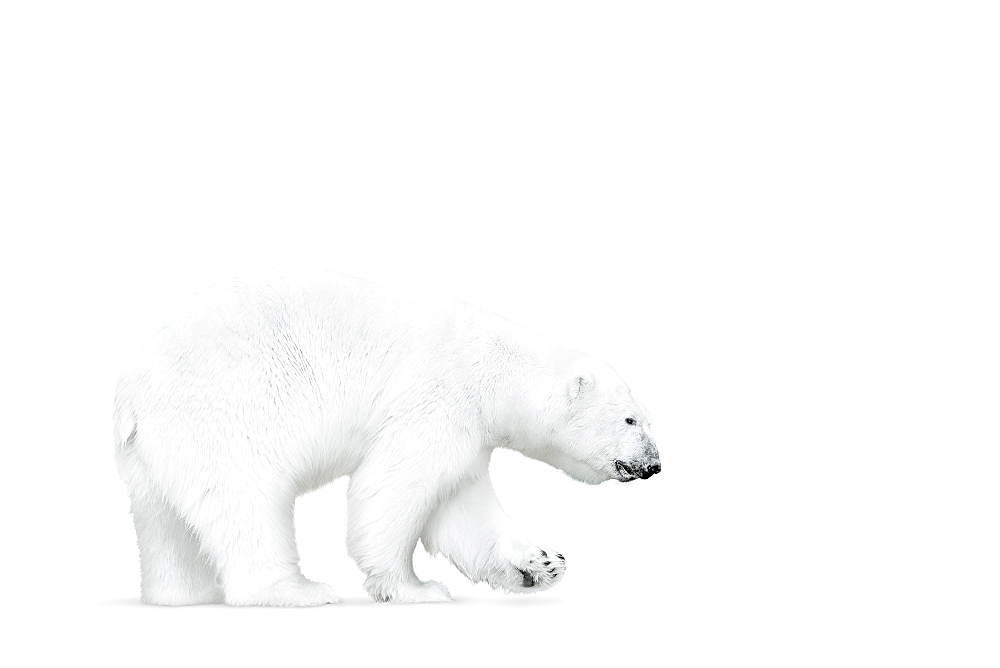 Polar bear walking on white background